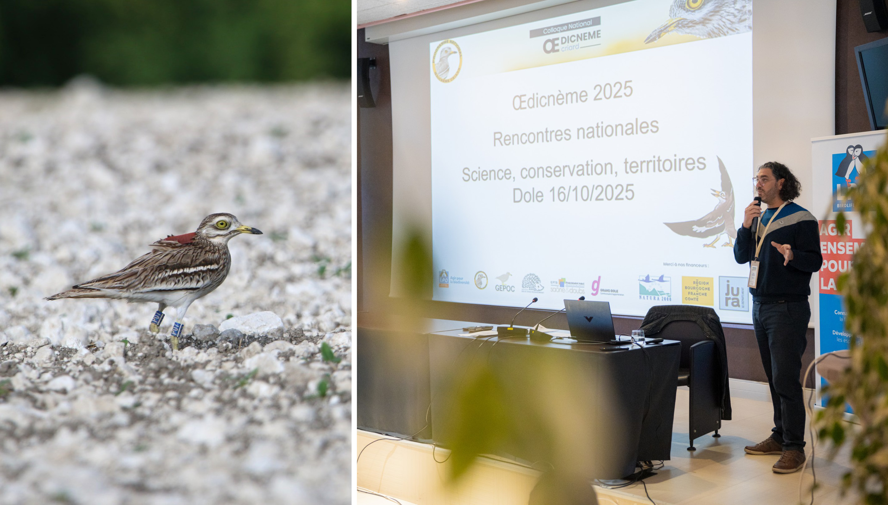 Retour sur notre participation  au 2ᵉ Colloque National Œdicnème criard !